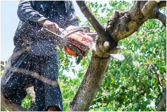 tree services Balcones Heights